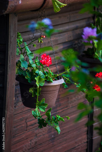 beautiful natural flower background. screen saver