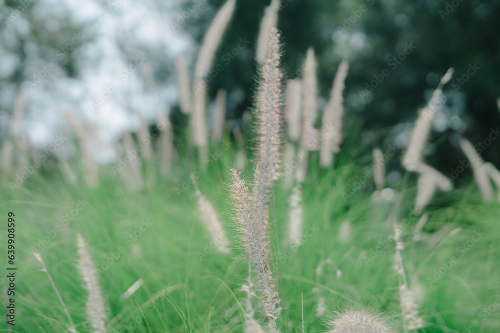 Fountain grass is a splendid choice for adding soft texture to the landscape. The dense clump of gracefully arching foliage produces an abundance of showy, purplish-pink flower plumes in late summer. 