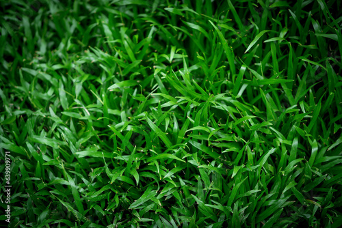 carpet of nature Vibrant, fresh green grass unifies, creating a fascinating background, a symbol of teamwork, and growth.