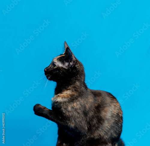 Calico cat on a blue background