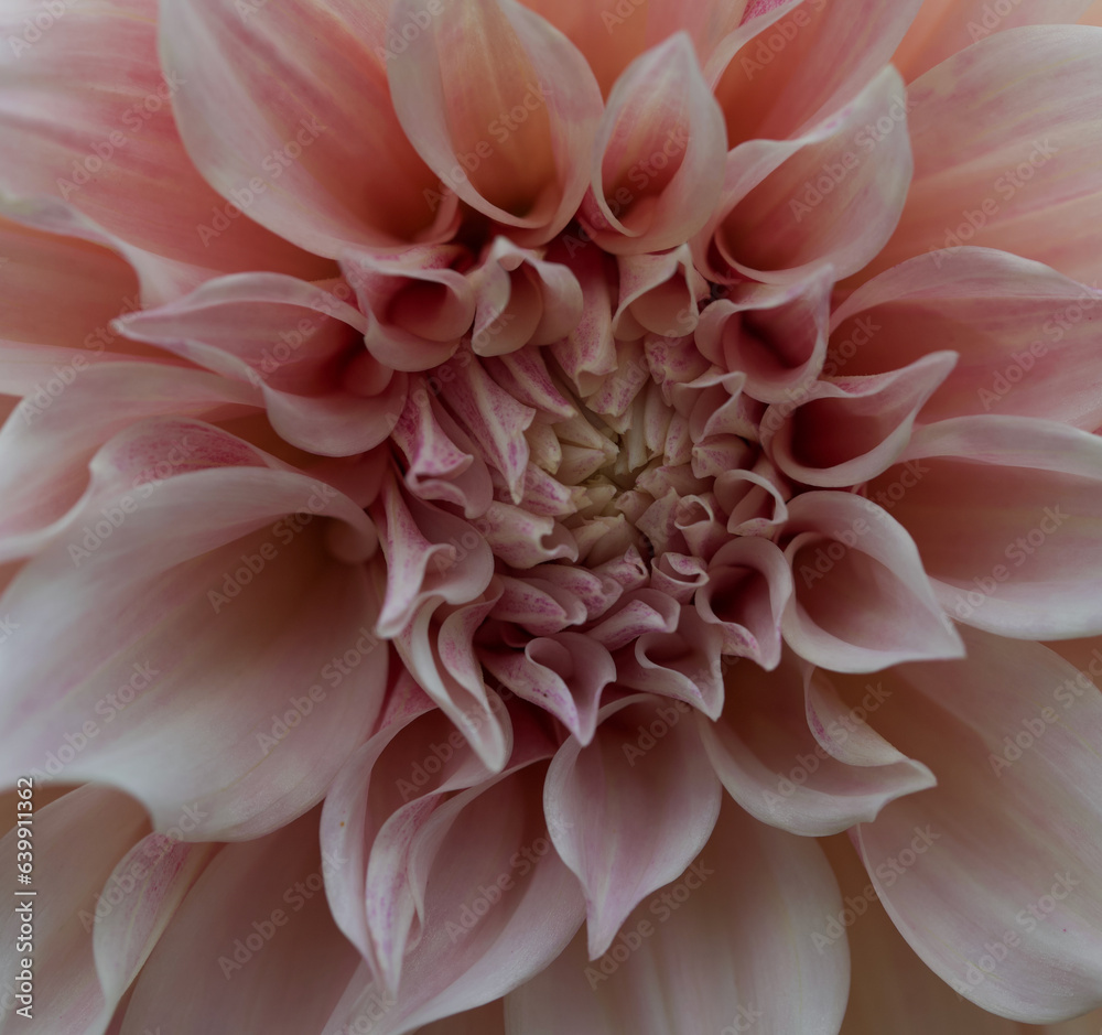 Beautiful details of a giant dahlia Beautiful details of a giant dahlia