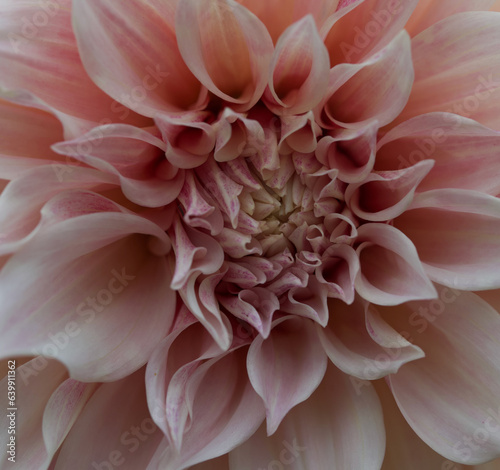 Beautiful details of a giant dahlia © James Goldfinch