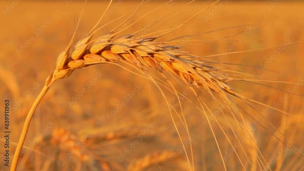 wheat field closeup