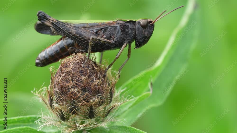 Black grasshopper on a green meadow in summer.
