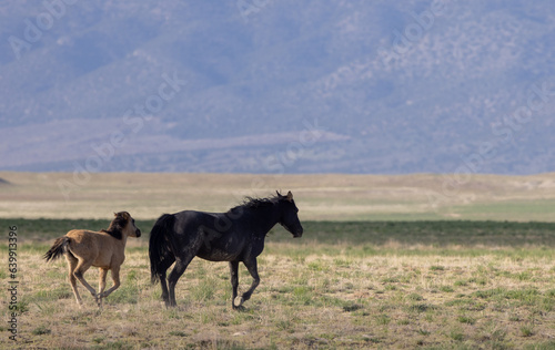 Wild Horse Mare and Foal in the Utah Desert