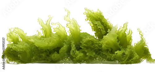 Fresh green algae isolated on transparent background. Algae png