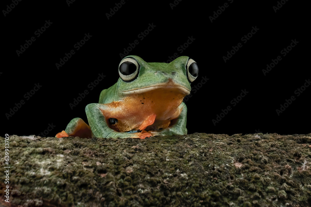 Naklejka premium frog on branch