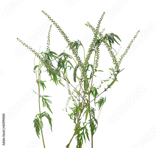 Fresh common Ragweed with seeds (Ambrosia artemisiifolia) isolated on white, clipping path 