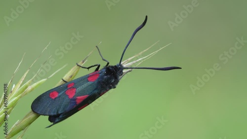 Zygaena trifolii, zigena of the five points, is a species of lepidoptera ditrisio of the family Zygaenidae very common in Europe. photo