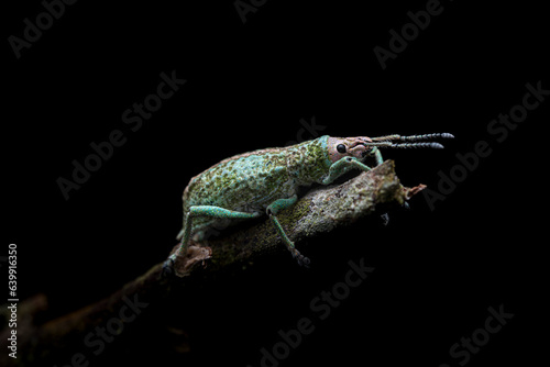 Curculionoidea standing on a branch, with a black background