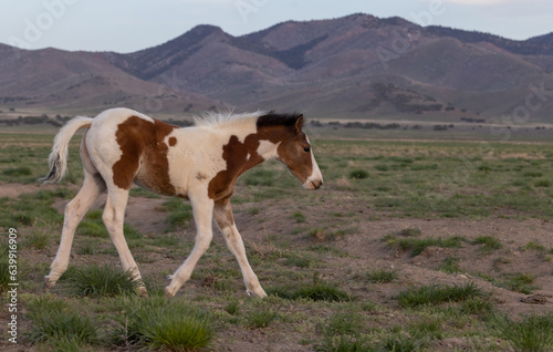 Wild Horse Foal in Springtime in the Utah Desert © natureguy
