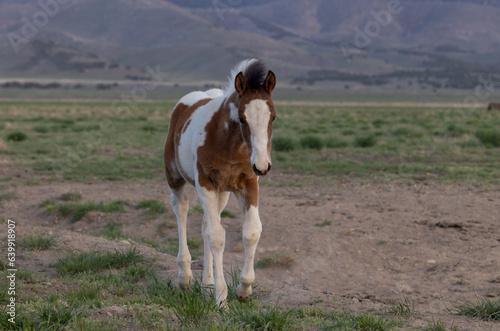 Wild Horse Foal in Springtime in the Utah Desert © natureguy