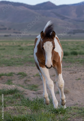 Wild Horse Foal in Springtime in the Utah Desert
