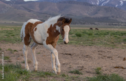 Wild Horse Foal in Springtime in the Utah Desert © natureguy