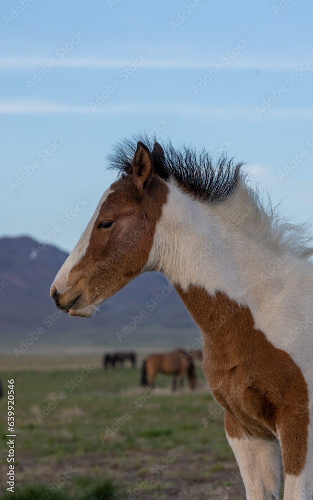 Wild Horse Foal in Springtime in the Utah Desert Wild Horse Foal in Springtime in the Utah Desert