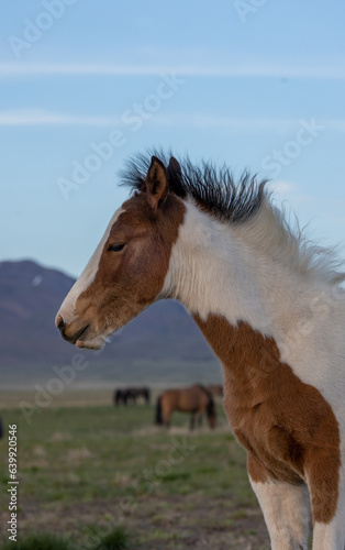 Wild Horse Foal in Springtime in the Utah Desert