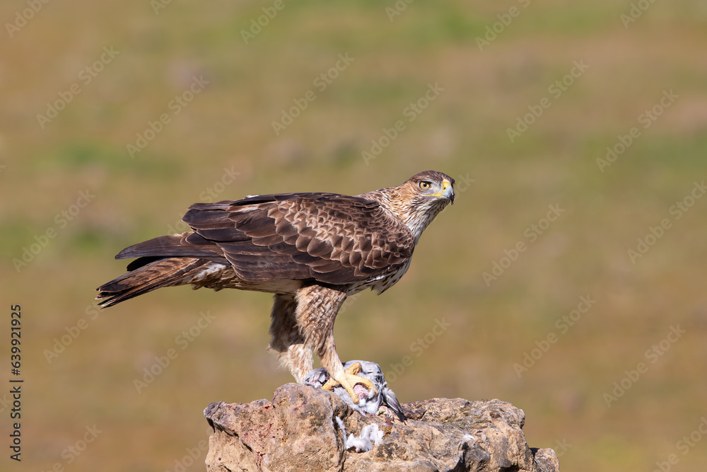 Fototapeta premium Bonelli's eagle (Aquila fasciata) perched on a rock with prey