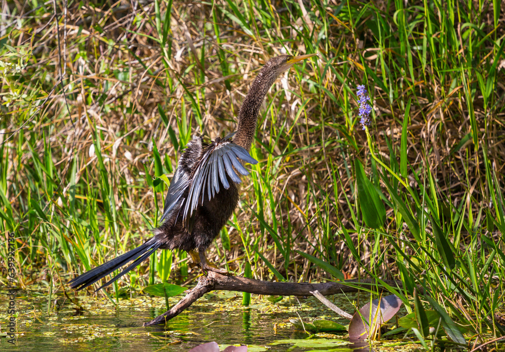 Naklejka premium Anhinga