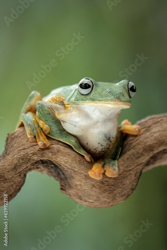 frog in the branch