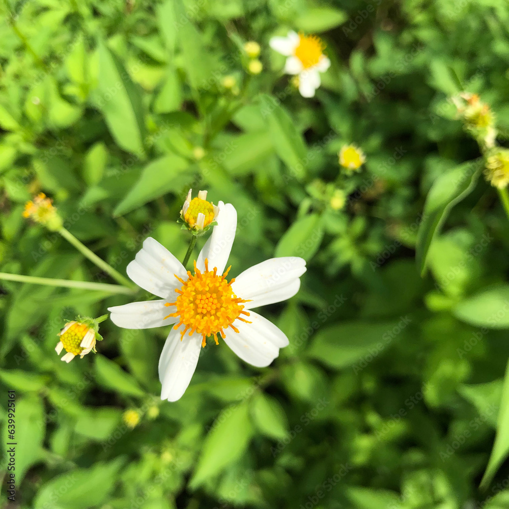 White flower with yellow center and green leaves background in the garden White flower with yellow center and green leaves background in the garden
