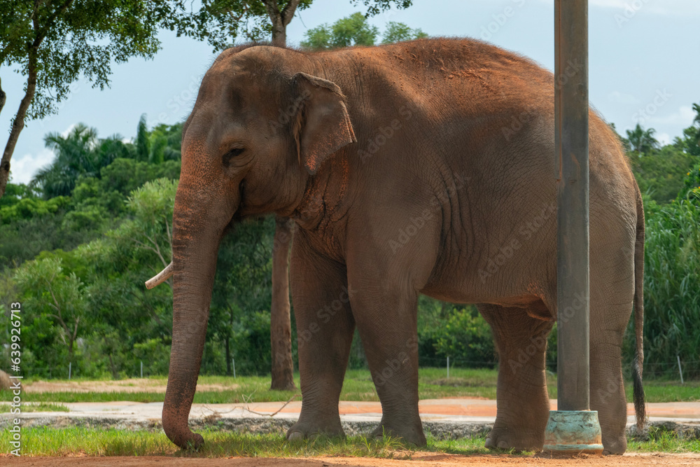 Fototapeta premium elephant in the park