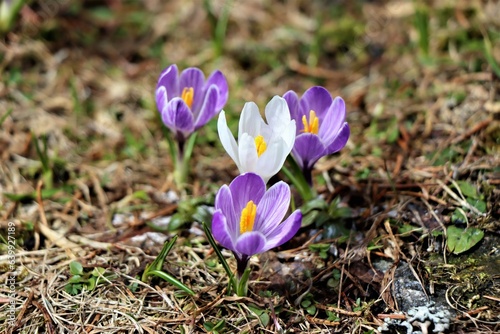 Krokus