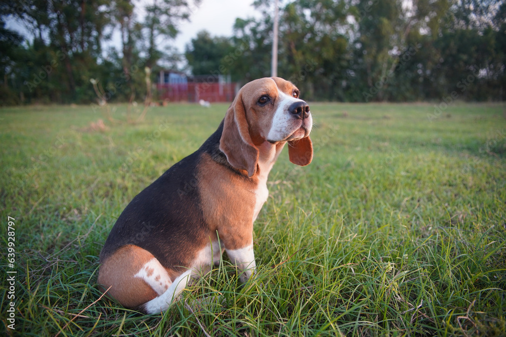 An adorable beagle dog sitting outdoor on the grass field.