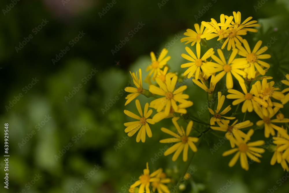 Macro of yellow wildflower plants.