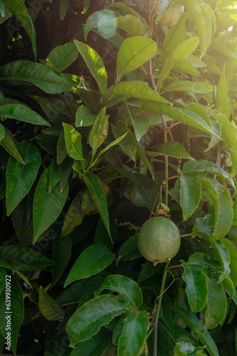 Passion fruit maracuja grow...