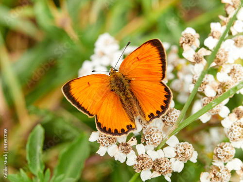 Scarce copper butterfly. Lycaena virgaureae