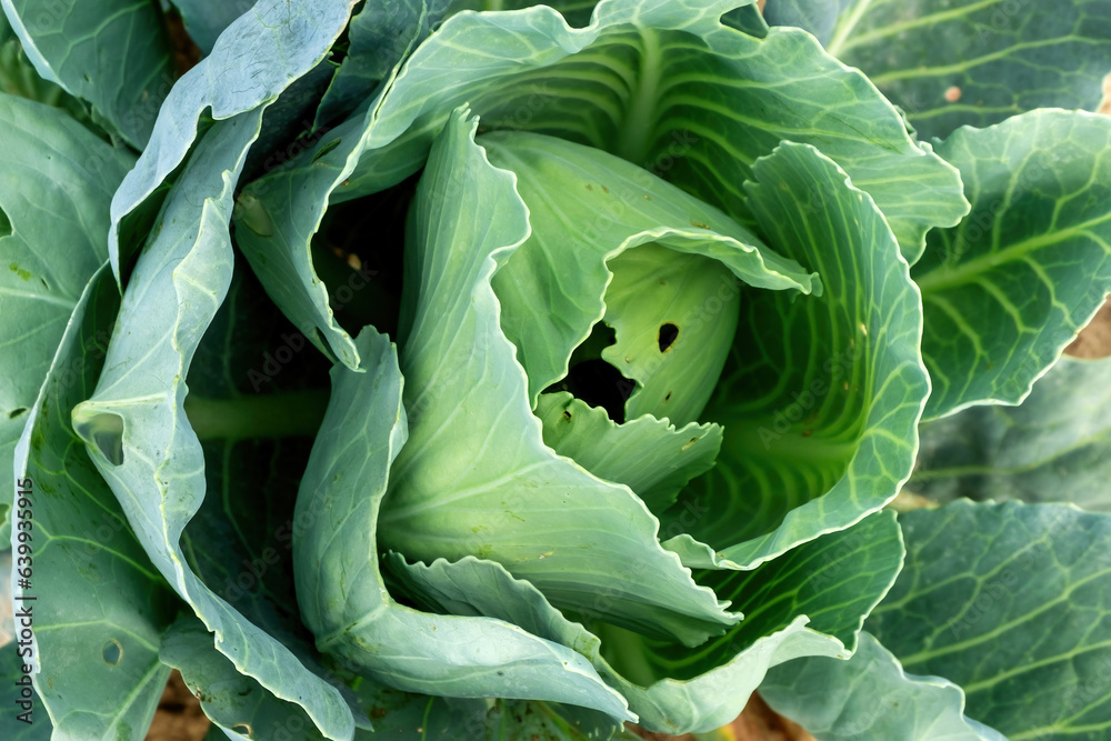 Closeup of cabbage damaged by pests. Head of cabbage and cabbage
