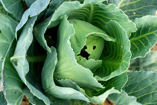 Close-up of cabbage damaged by pests. Head of cabbage and cabbage leaves eaten by the larvae of butterflies and caterpillars. Sick cabbage leaves affected by pests.