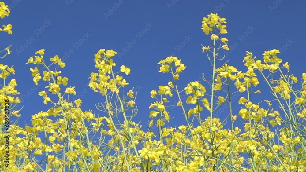 Colza flowers against the blue sky
Colza flowers against the blue sky
