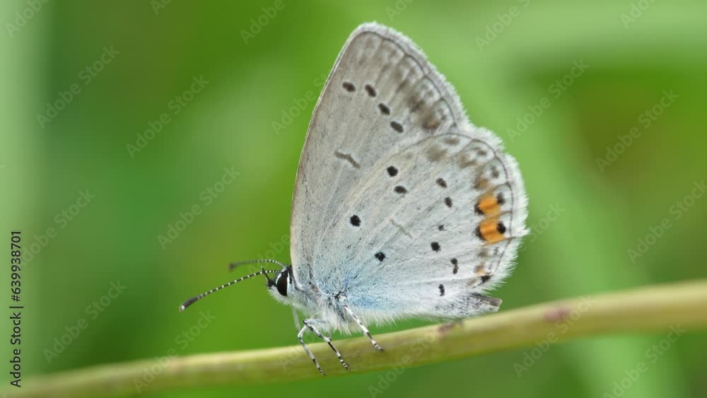 Cupid argiades is a small lepidopterous insect of the Lycaenidae family. Butterfly that lives in bushy areas with flowers, grassy margins and forest clearings Cupid argiades is a small lepidopterous insect of the Lycaenidae family. Butterfly that lives in bushy areas with flowers, grassy margins and forest clearings