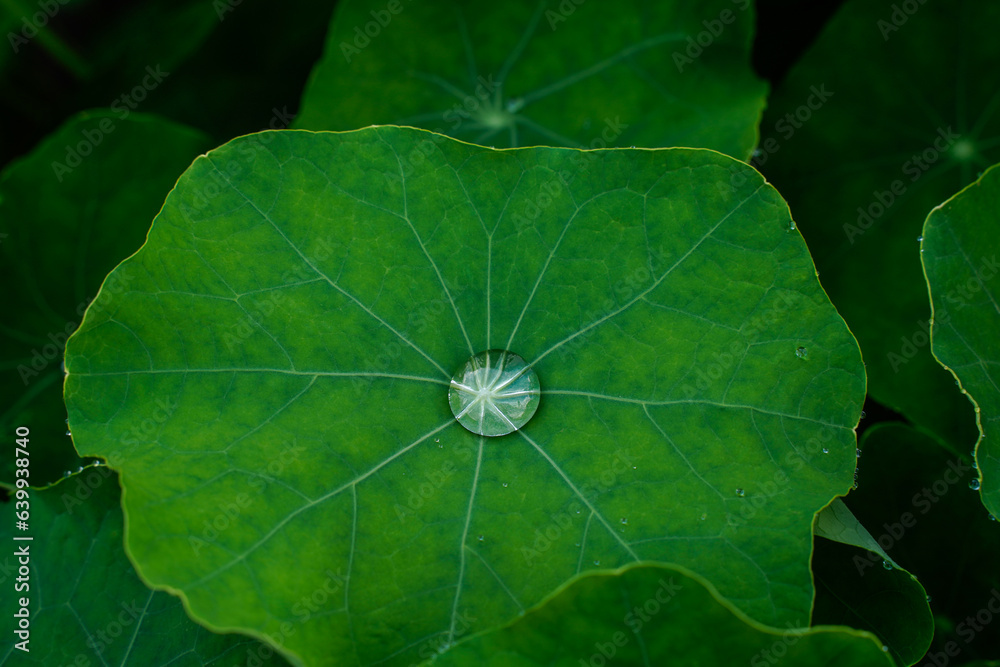 Nasturtium petal with a water droplet in the middle. Nasturtium petal with a water droplet in the middle.