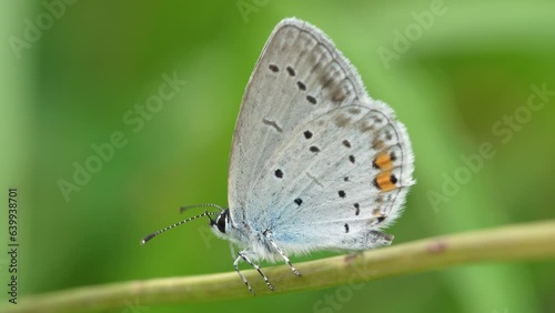 Cupid argiades is a small lepidopterous insect of the Lycaenidae family. Butterfly that lives in bushy areas with flowers, grassy margins and forest clearings photo