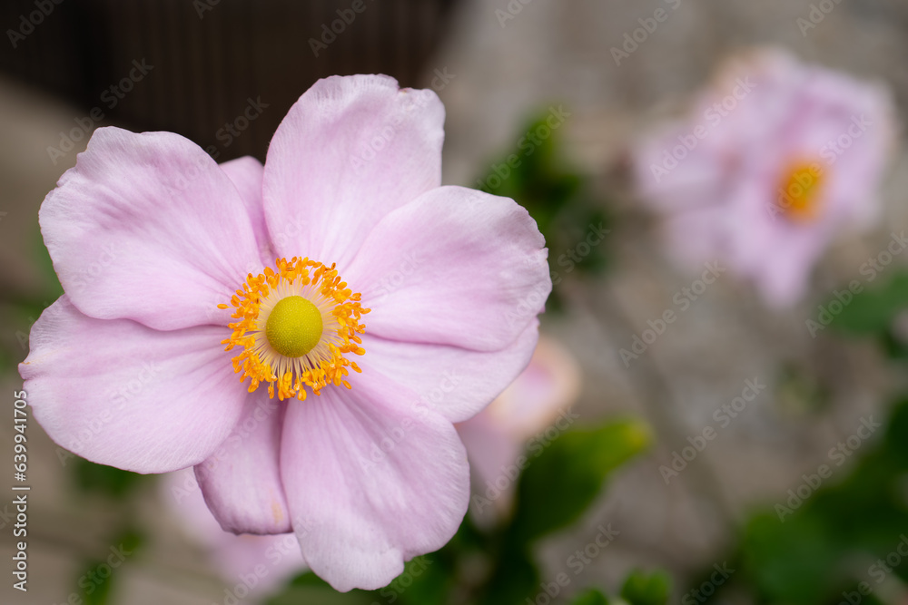 Beautiful grape leaf anemone flower seen in full bloom during late summer. Seen in a rural cemetery. Beautiful grape leaf anemone flower seen in full bloom during late summer. Seen in a rural cemetery.