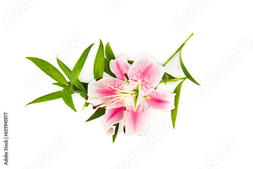 lily flower isolated on white background.