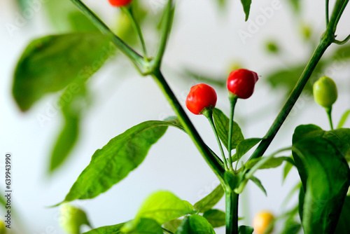 chili plant on white background, agriculture with chili peppers, chili harvest in september and october in autumn, fresh red and orange chili