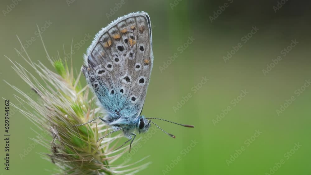 Polyommatus icarus is a small lepidopterous insect belonging to the Lycaenidae family. Beautifully colored butterfly. Polyommatus icarus is a small lepidopterous insect belonging to the Lycaenidae family. Beautifully colored butterfly.