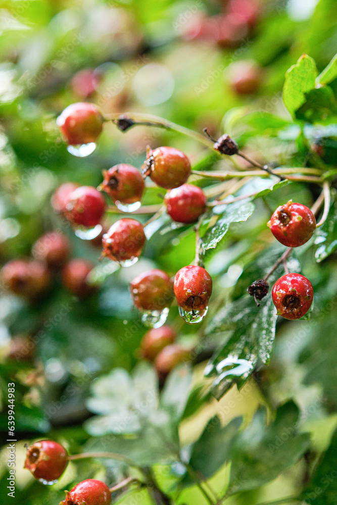 Obraz premium Hawthorn red berries near to green leaves, selective focus