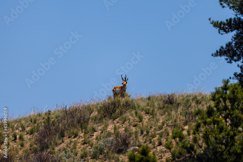Pronghorn  (Antilocapra americana) standing on the horizon in eastern Montana during spring. 
 photo