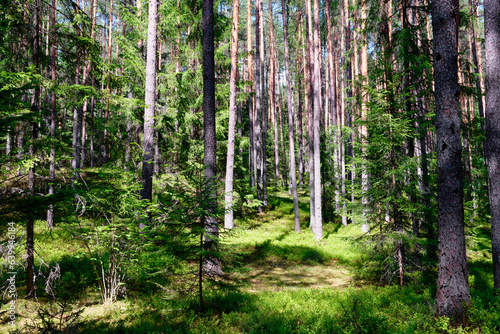 Coniferous forest overgrown with greenery