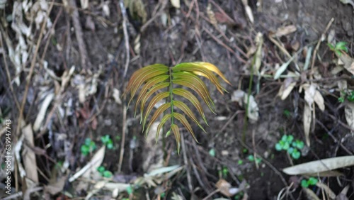 Stenochlaena palustris in the forest photo