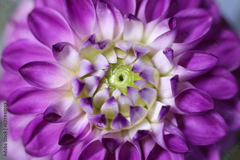 a close up of a white and purple dahlia flower