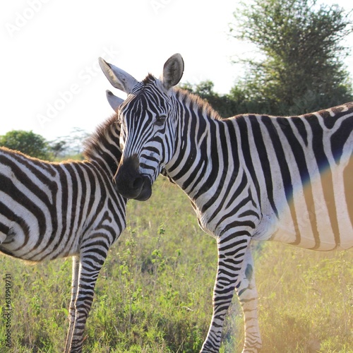 zebra in the grass