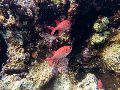 Priacanthus macracanthus in a Red Sea coral reef