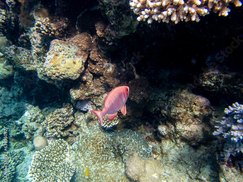 Priacanthus macracanthus in a Red Sea coral reef photo