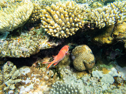 Priacanthus macracanthus in a Red Sea coral reef photo