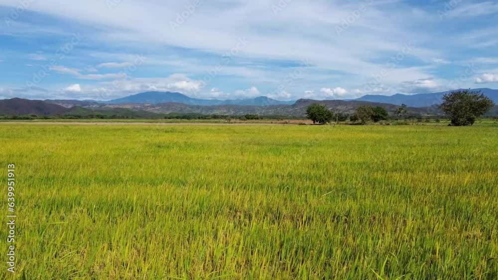 Landscape Rices Fields in Huila Colombia Farming industry, Colombian Agriculture Landscape Rices Fields in Huila Colombia Farming industry, Colombian Agriculture